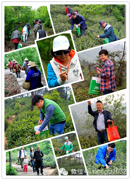 在這么美的地方體驗采茶，簡直太有感覺了