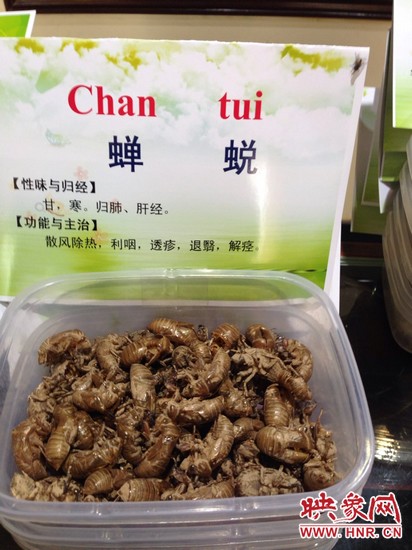 你可能沒想到，這個(gè)知了幼蟲退下的皮還是一味藥，對(duì)嗎？