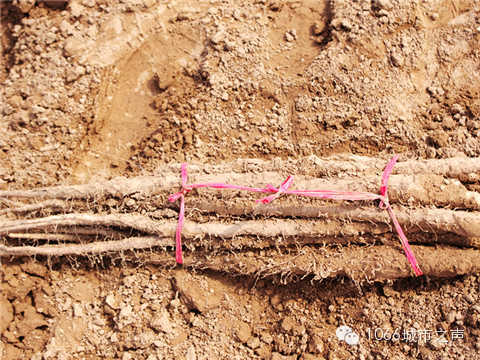 工人們挖好的山藥，整齊地躺在田地上