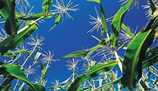 玉米割苗能增產(chǎn)20%～30%？不靠譜！