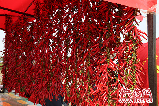 簇簇辣椒紅似火