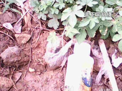 大棚蔬菜園區(qū)里到處丟棄著農(nóng)藥廢物。