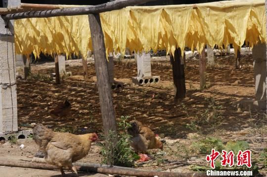 腐竹晾曬場(chǎng)下就是雞乘涼和覓食的地方 （圖片來源：中國(guó)新聞網(wǎng) 王正祥 攝  ）