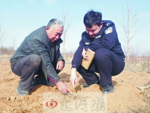 牡丹苗被盜之后，郭萬(wàn)通又補(bǔ)種的牡丹苗已經(jīng)發(fā)芽