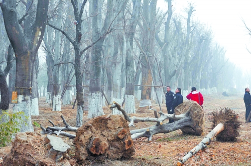 老樹(shù)之殤，令人扼腕。