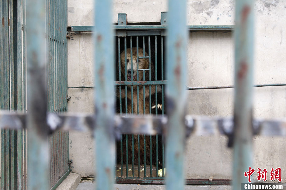 6月19日，河南鄭州，新密市動物園咬死飼養(yǎng)員的肇事棕熊被暫押在鄭州動物園內(nèi)，該熊“臥室”周圍被三重鋼