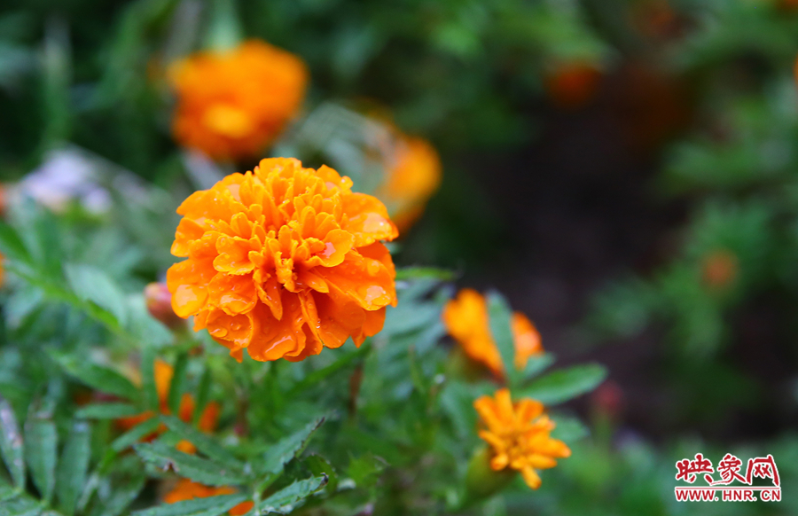 一場秋雨洗去花朵上多日來的塵埃，嬌艷欲滴。