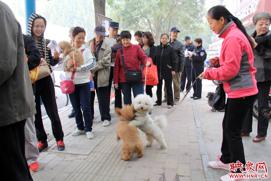 在辦狗證現(xiàn)場(chǎng)，兩只狗狗歡樂(lè)地在一起玩耍