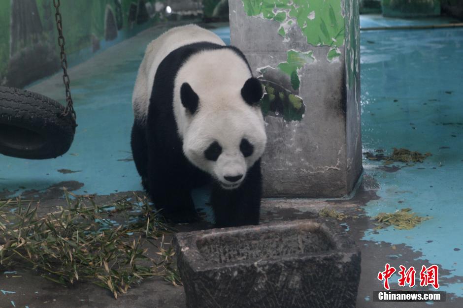 3月17日，河南鄭州動(dòng)物園內(nèi)的大熊貓“龍昇”。