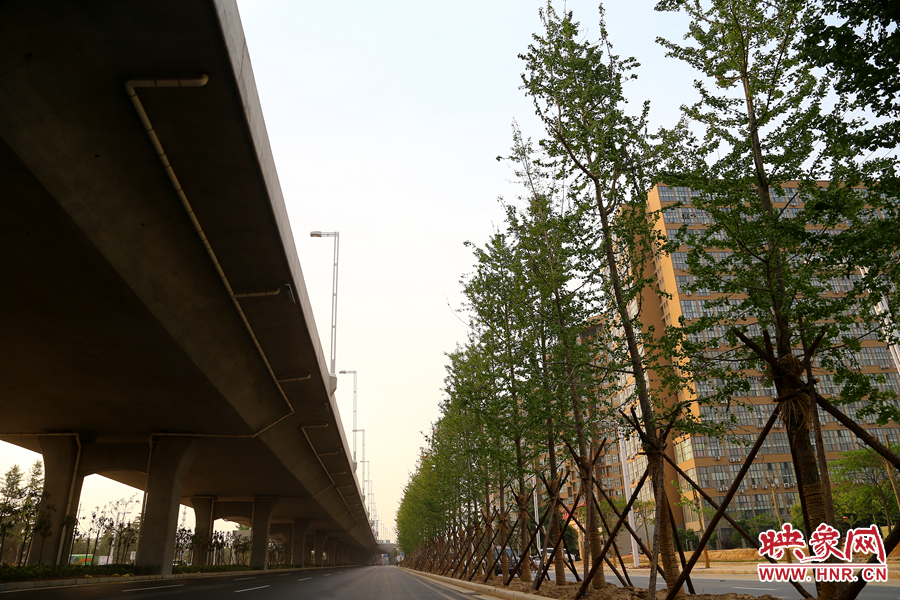 三環(huán)快速路旁的銀杏樹(shù)