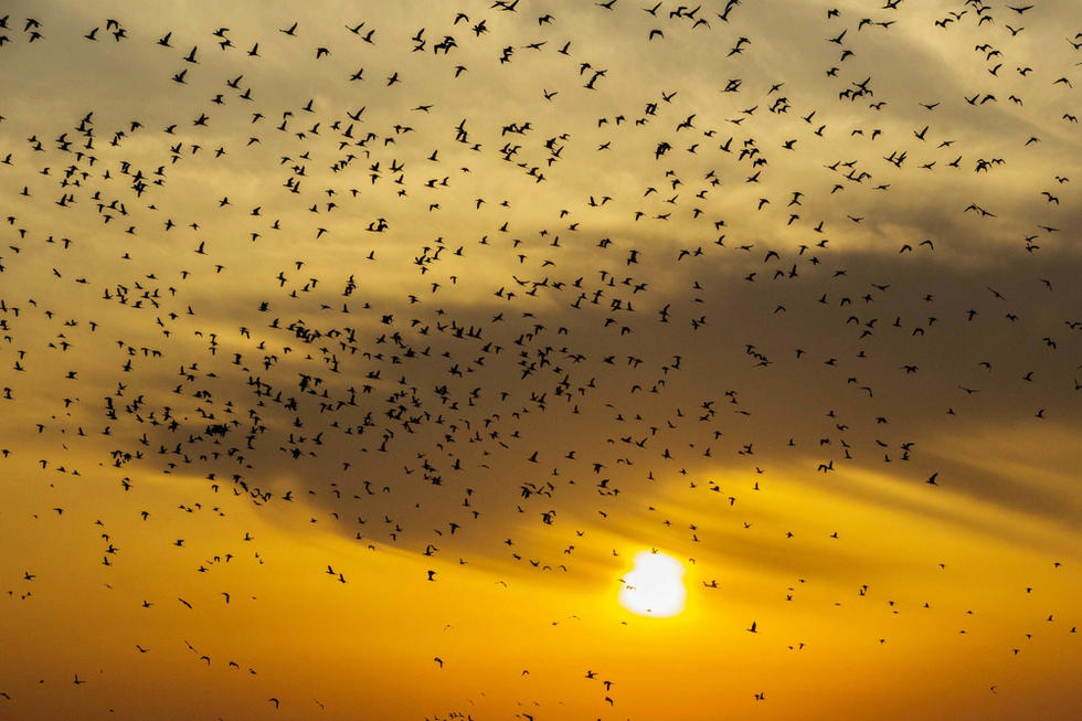 江蘇省連云港市贛榆區(qū)上空出現(xiàn)火燒云景觀，成群海鳥迎著霞光在天空中翩躚起舞，場面蔚為壯觀。