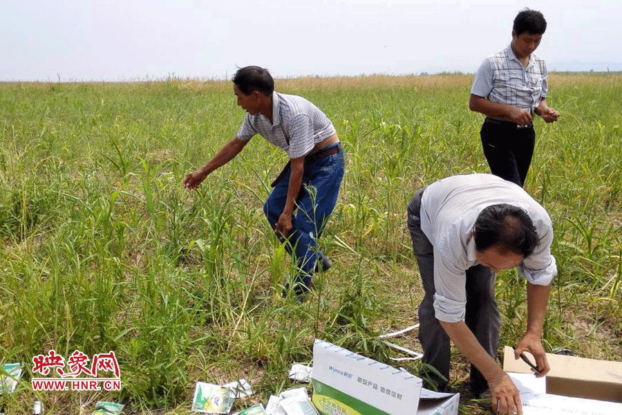 村民在撿拾散落的農(nóng)藥袋，身后是被毀的玉米。