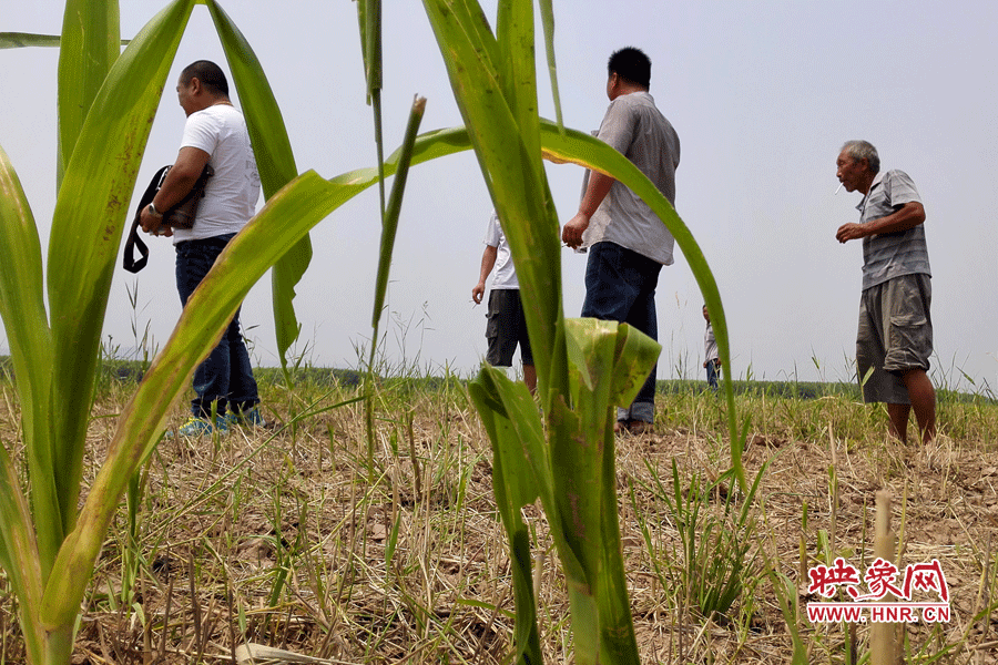 耙過的玉米地殘留的玉米。
