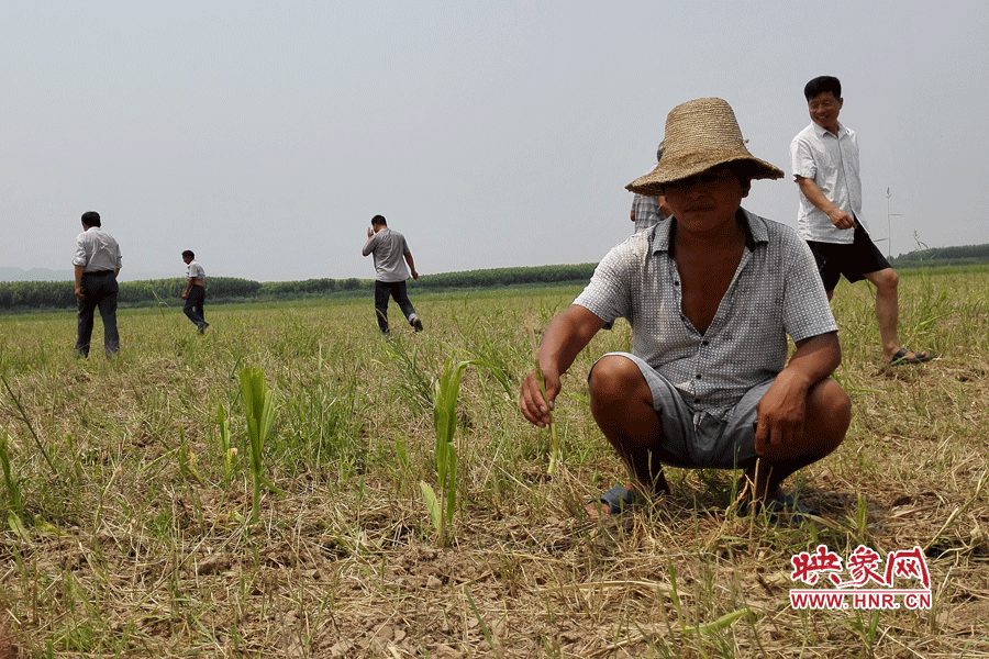 村民手捧殘留的玉米，欲哭無淚。