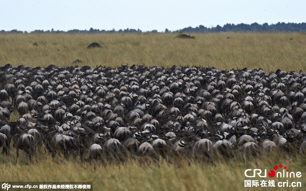 當(dāng)?shù)貢r(shí)間2015年9月4日，肯尼亞馬賽馬拉，角馬大遷徙。