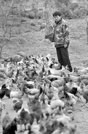 林志坤辭職后在溧水一座山頭開了一片地，每天種菜、喂雞 現(xiàn)代快報(bào)記者 施向輝 攝