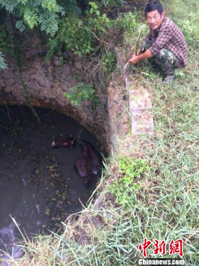 圖為大水牛掉進(jìn)13米深坑，民警消防灌水施救。