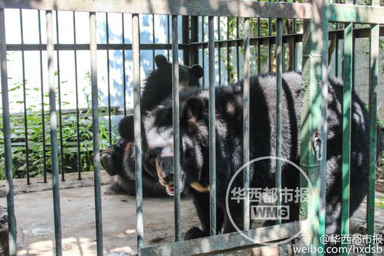 男子800元買(mǎi)寵物狗誤購(gòu)黑熊 每月飼料上千元