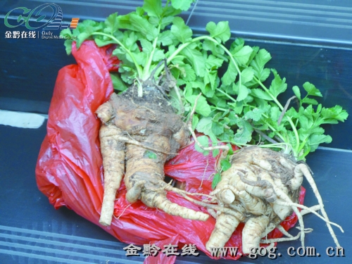 貴陽(yáng)：女子15元一根叫賣“人參” 原來(lái)是野生蘿卜