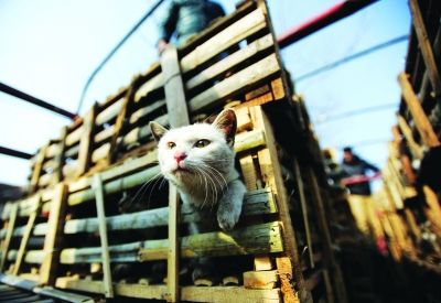 貨車上被販運(yùn)的貓。 記者陳亮 攝