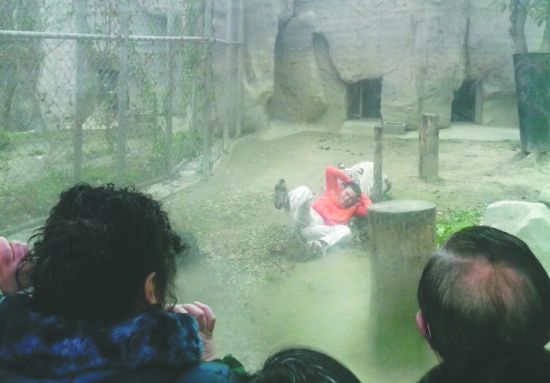 昨日，成都動(dòng)物園，男子進(jìn)入白虎活動(dòng)區(qū)后被白虎拖行。動(dòng)物園出動(dòng)50多人成功營(yíng)救下他