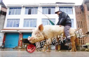 蔣大爺騎著他的種豬出門，回頭率很高。