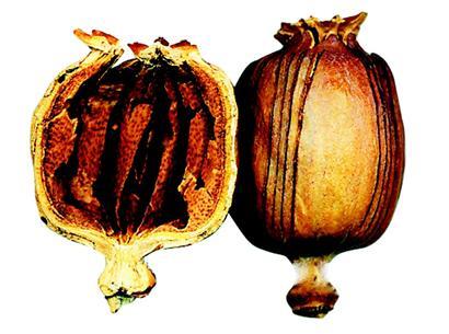 涉嫌生產(chǎn)銷(xiāo)售有害食品罪成都一中餐館廚師被批捕