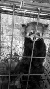 在校大學(xué)生網(wǎng)上販賣珍貴野生動物 稱因家境困難