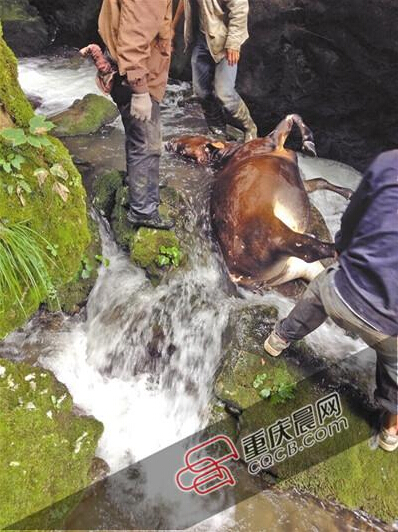 黃牛掉到懸崖下的小溪中。