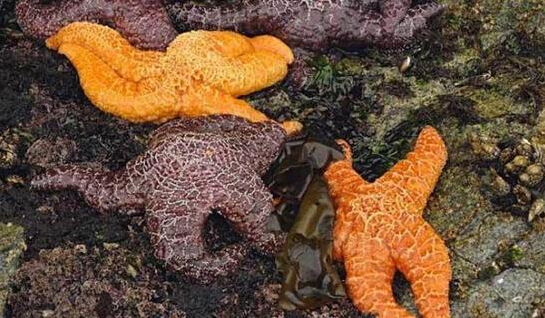 近2年來，估計有百萬只海星自殺（臺灣中時電子報）