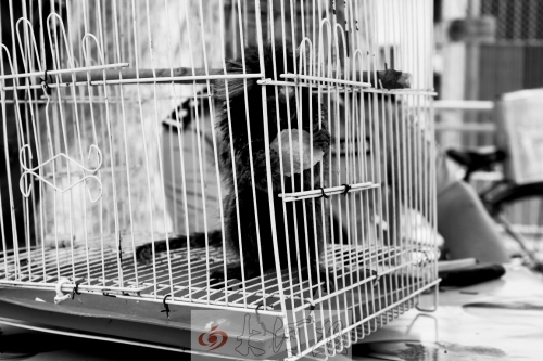 “別看俺個子小，中國很稀少！”