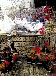 銷量大不如前，近期可能漲價(jià)