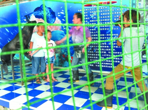 海獅就這樣被飼養(yǎng)員和攝影師擺弄，稍不聽話就會遭到毒打。