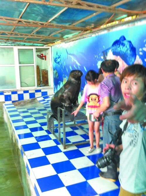 海獅館內(nèi)的攝影師警惕性很高,禁止記者拍照。