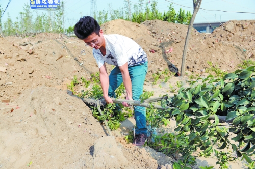 剛成活的樹(shù)被堆來(lái)的土埋了