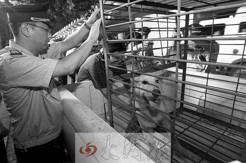 相關(guān)部門將加強(qiáng)管理，今年12月起烈性犬一律沒收。 （資料圖）