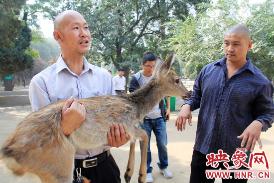 失主宋先生將“愛鹿”抱回家,并表示待小鹿傷情痊愈后,將其送到動物園,供市民觀賞。