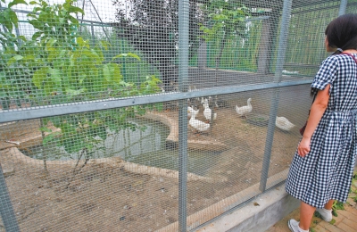 救助鳥類的大籠子里沒有鳥類，鴨子和鵝占了“鵲巢