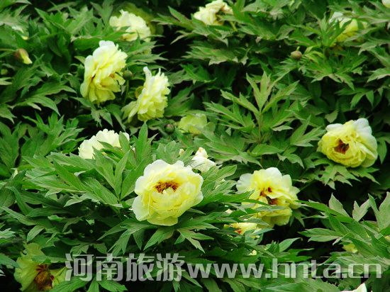 夢(mèng)回唐朝 聞香識(shí)牡丹