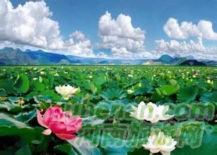 爸爸去哪兒？親密接觸荷花仙子