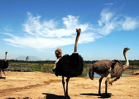 春節(jié)去哪兒？出游地圖告訴您！