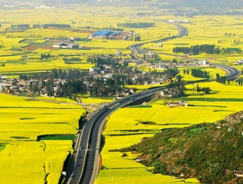 如何拍攝油菜花？達(dá)人教你7個拍攝技巧