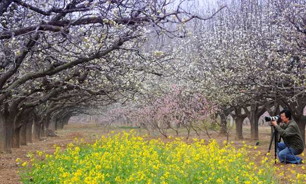 春游中原大地 一邊賞花一邊吃花