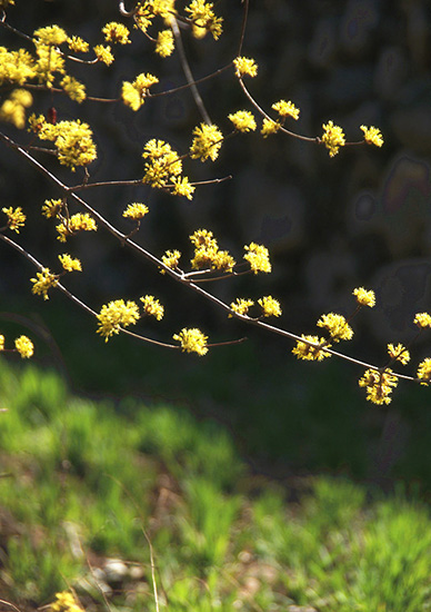有一種呼喚，叫春天里的蟒河！