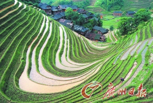　　龍勝梯田錯落有致。