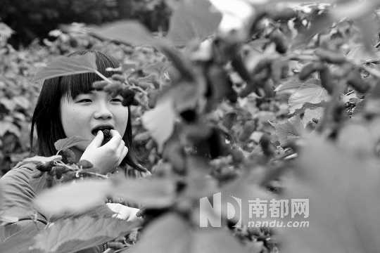 　　　　寶桑園桑葚已成熟,“五一”假期前都是吃桑葚的季節(jié)。南都記者 李向新 攝