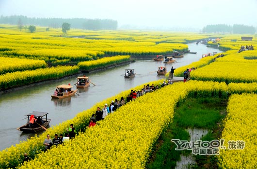 　　興化的油菜花最讓人心醉,因?yàn)闆]有一個(gè)地方能把油菜花和水景結(jié)合得如此到位。(圖片來源:CFP)