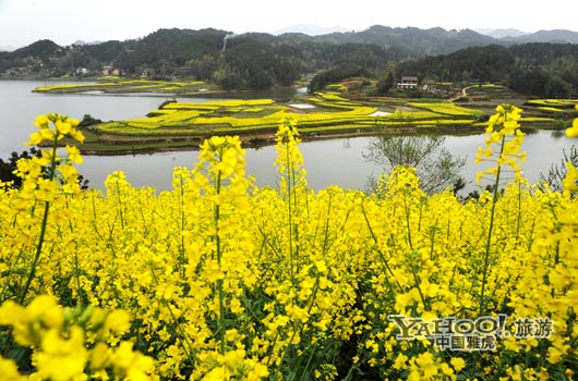 　　成片的油菜花同時(shí)開放,置身于其中,會(huì)感受到色彩給人的震撼和陶醉。(圖片來源:CFP)