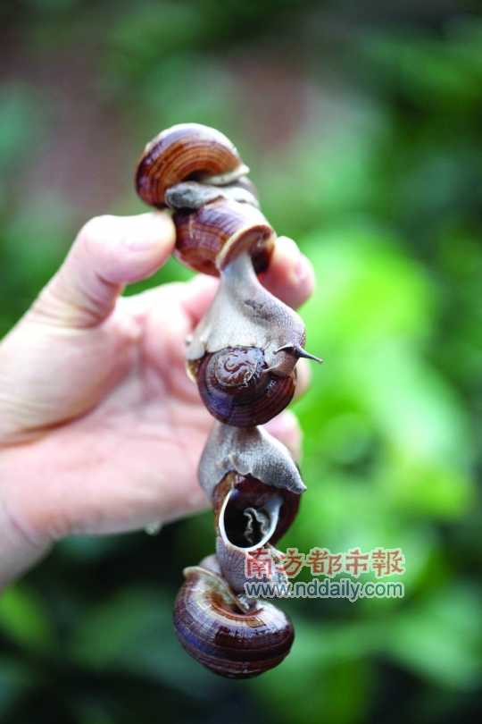 廣西的野生蝸牛追求原汁原味，做法也非常精簡。