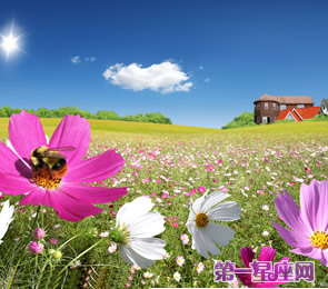 十二星座代表什么花？